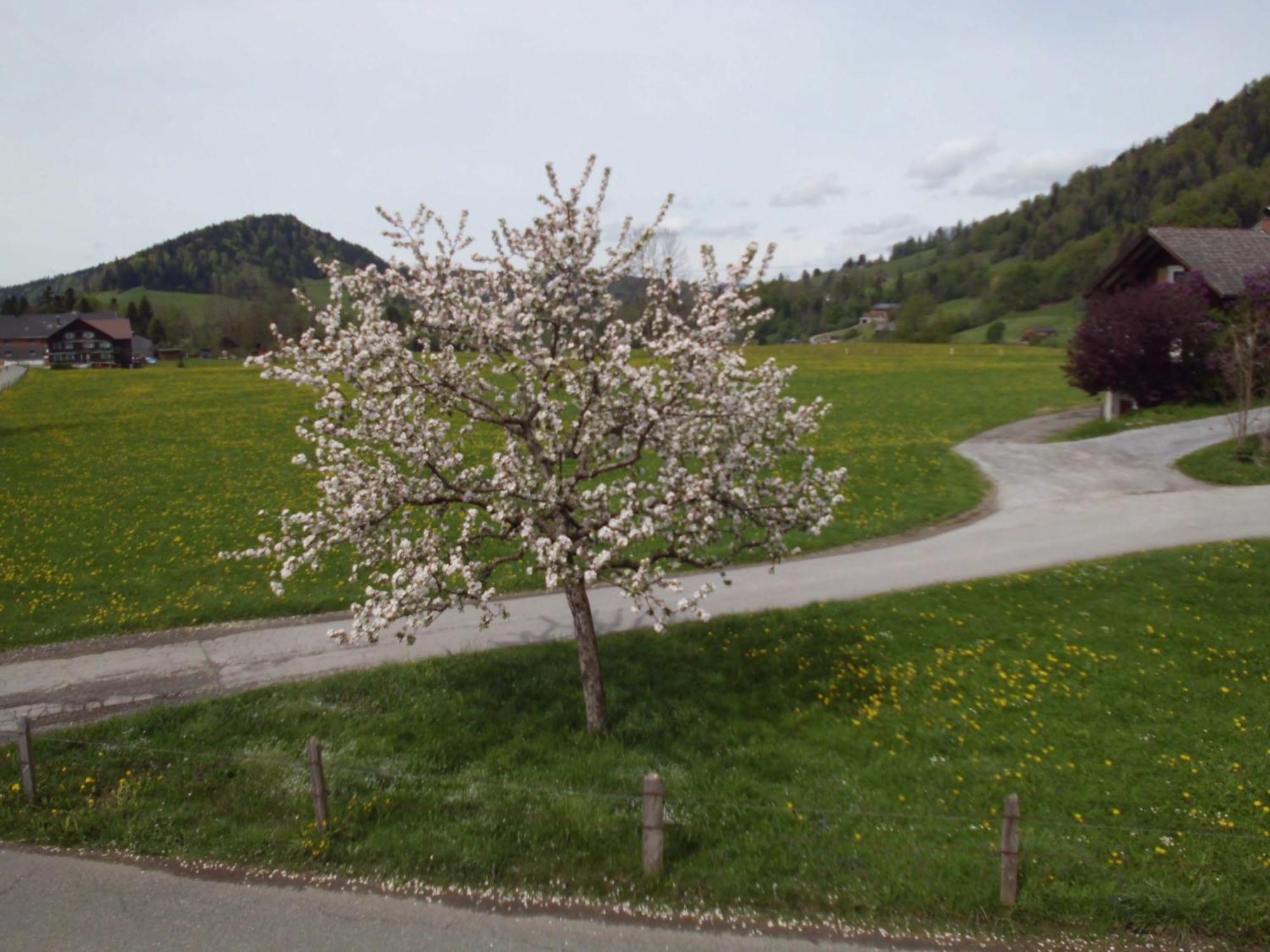 Ferienwohnung Annele Hittisau Zewnętrze zdjęcie